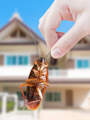 Pest-Control-Services-in-Dallas